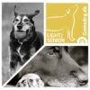 Gamedog Light-Senior Gamedog Light-Senior