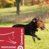Gamedog Profesjonell Gamedog Profesjonell