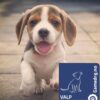 Gamedog valpefòr Gamedog valpefòr