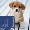 Gamedog valpefòr Gamedog valpefòr