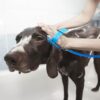 Vaskesett utendørs til hund Vaskesett utendørs til hund