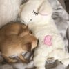Afp Little Buddy hjerteslag Hundeleke, beroligende sau Afp Little Buddy hjerteslag Hundeleke, beroligende sau