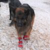 Leggstøvler hund vanntett med gummisåle Leggstøvler hund vanntett med gummisåle