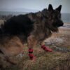 Leggstøvler hund vanntett med gummisåle Leggstøvler hund vanntett med gummisåle