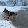 Leggstøvler hund vanntett med gummisåle Leggstøvler hund vanntett med gummisåle