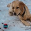 KONG Squeezz Action Ball Hundeleke Rød KONG Squeezz Action Ball Hundeleke Rød