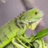 Myfamily Iguana Myfamily Iguana