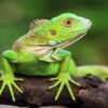 Myfamily Iguana Myfamily Iguana