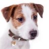 Myfamily Jack Russell terrier Myfamily Jack Russell terrier