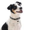 Myfamily Jack Russell terrier Myfamily Jack Russell terrier