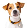 Myfamily Jack Russell terrier Myfamily Jack Russell terrier