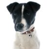 Myfamily Jack Russell terrier Myfamily Jack Russell terrier
