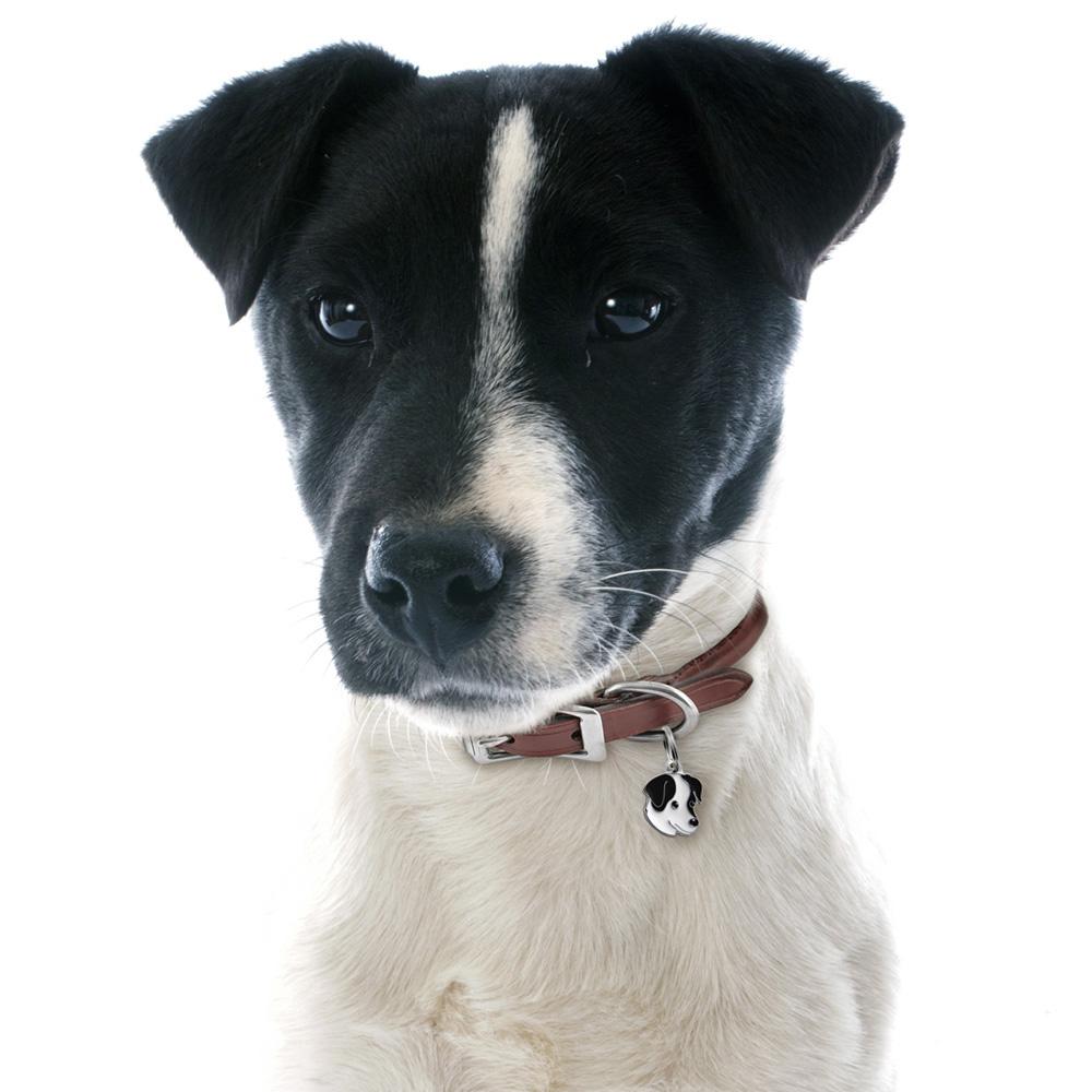 Myfamily Jack Russell terrier