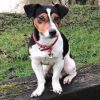 Myfamily Jack Russell terrier Myfamily Jack Russell terrier