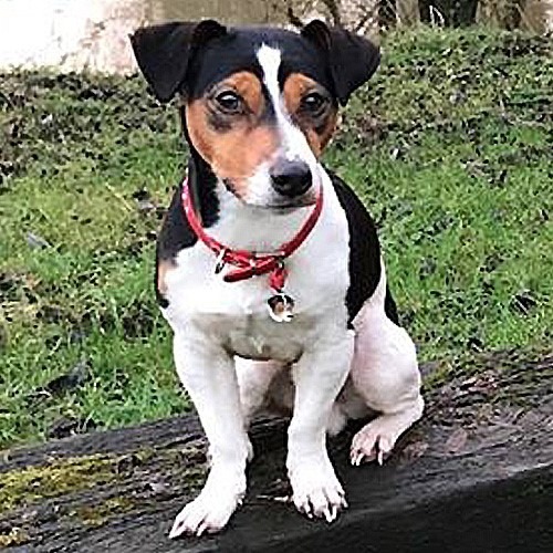 Myfamily Jack Russell terrier