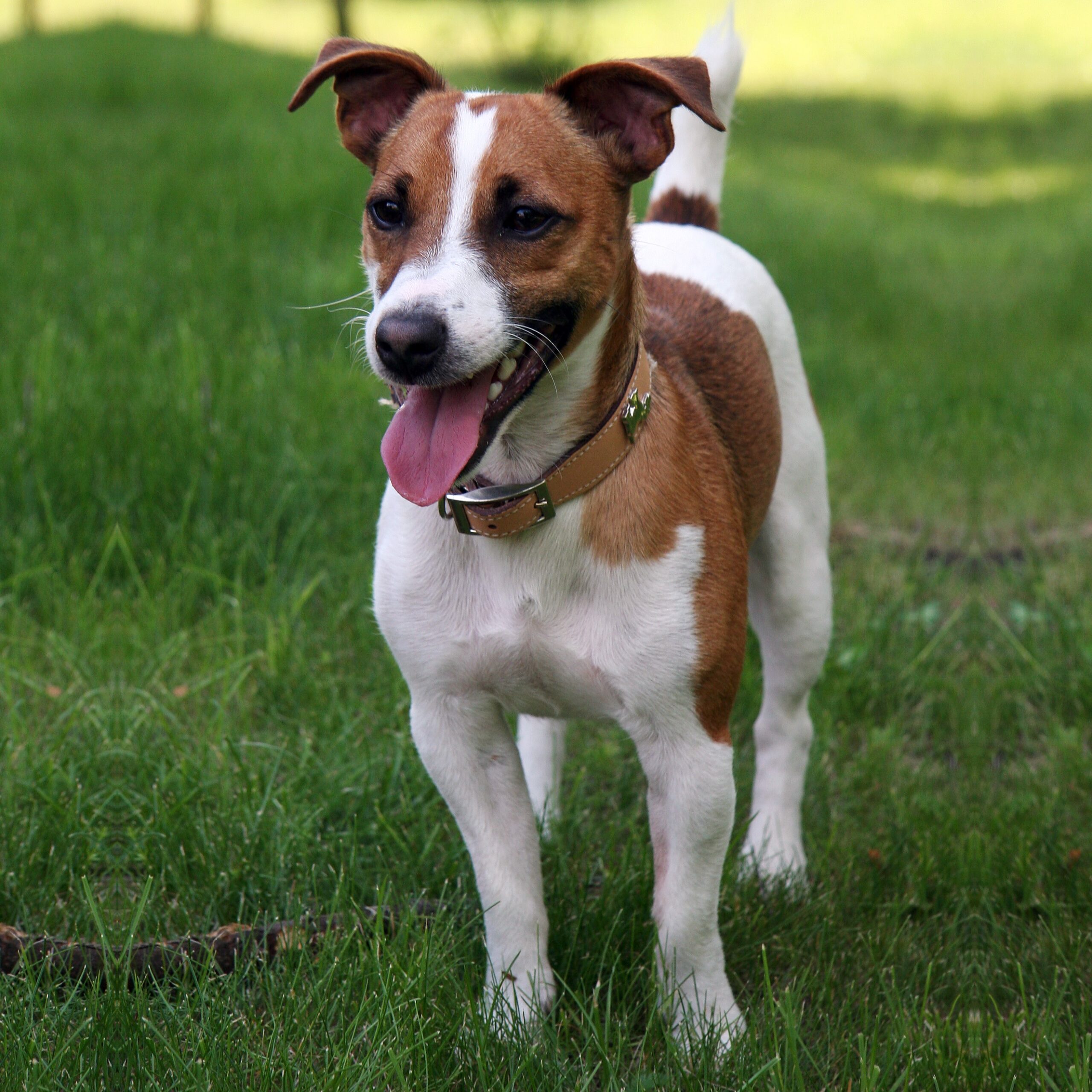 Myfamily Jack Russell terrier
