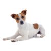 Myfamily Jack Russell terrier Myfamily Jack Russell terrier