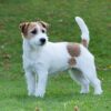 Myfamily Jack Russell terrier Myfamily Jack Russell terrier