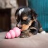 Kong Puppy Aktivitetsleke Kong Puppy Aktivitetsleke