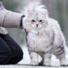 Lilcat sporing og GPS katt Lilcat sporing og GPS katt