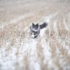 Lilcat sporing og GPS katt Lilcat sporing og GPS katt
