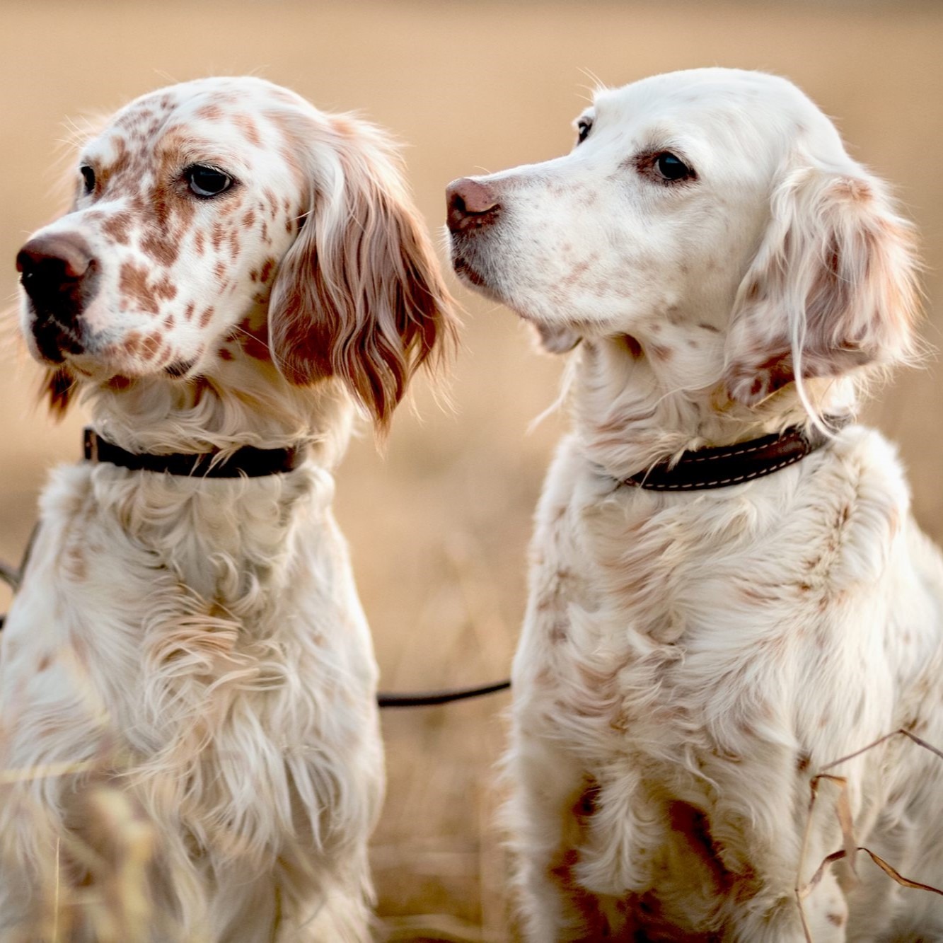 MyFamily Engelsk Setter IDtag
