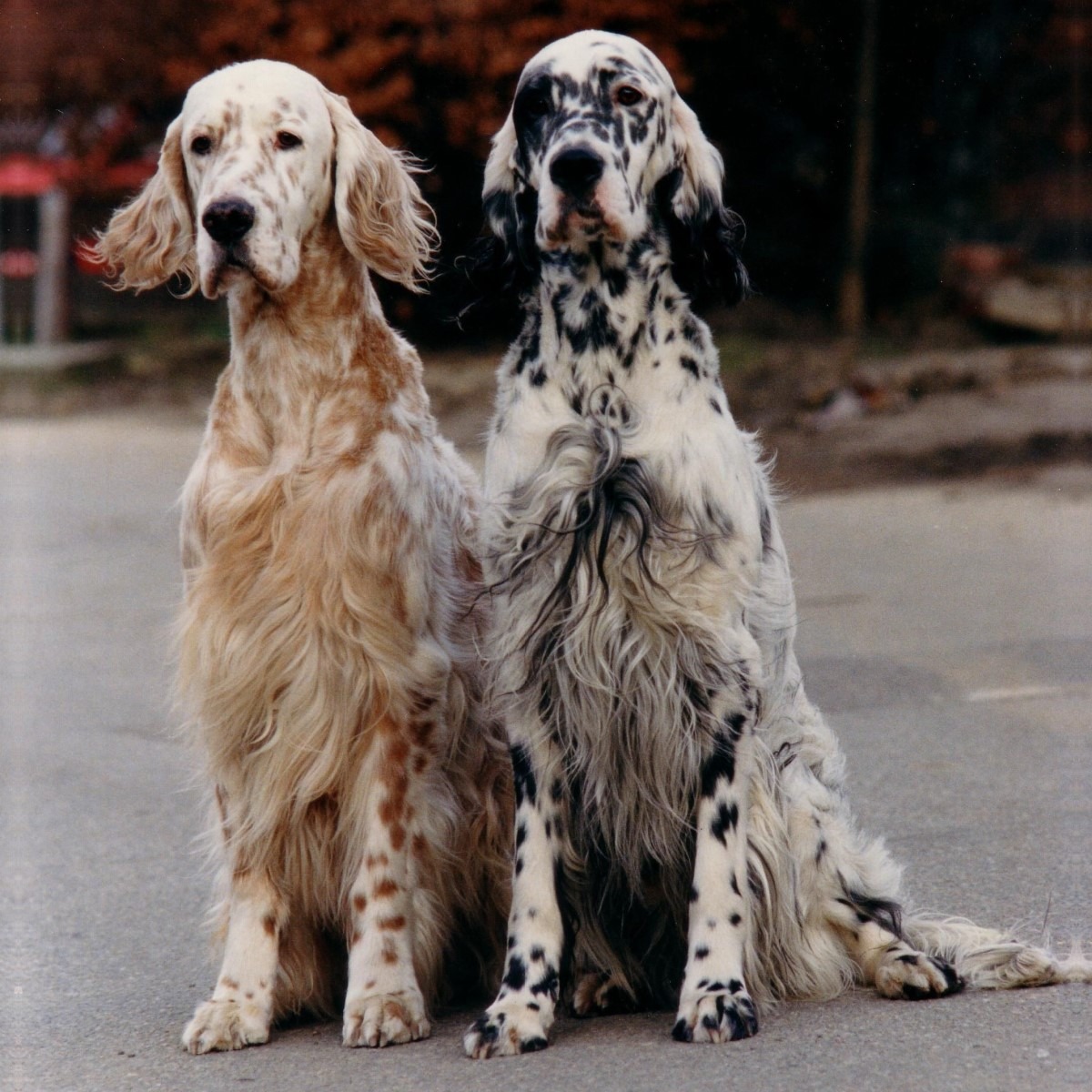 MyFamily Engelsk Setter IDtag