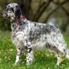 MyFamily Engelsk Setter IDtag MyFamily Engelsk Setter IDtag