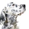 MyFamily Engelsk Setter IDtag MyFamily Engelsk Setter IDtag