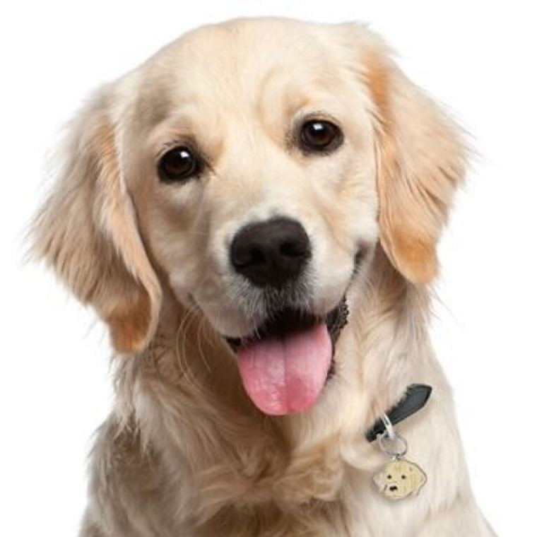 MyFamily Golden Retriever IDtag