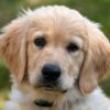 MyFamily Golden Retriever IDtag MyFamily Golden Retriever IDtag