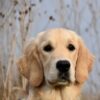 MyFamily Golden Retriever IDtag MyFamily Golden Retriever IDtag