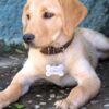 MyFamily Golden Retriever IDtag MyFamily Golden Retriever IDtag
