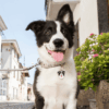Myfamily Border collie IDtag Myfamily Border collie IDtag