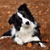 Myfamily Border collie IDtag Myfamily Border collie IDtag