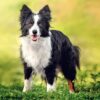 Myfamily Border collie IDtag Myfamily Border collie IDtag