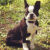 Myfamily Boston Terrier IDtag Myfamily Boston Terrier IDtag
