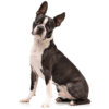 Myfamily Boston Terrier IDtag Myfamily Boston Terrier IDtag