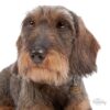 Myfamily Dachshund IDtag Myfamily Dachshund IDtag