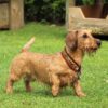 Myfamily Dachshund IDtag Myfamily Dachshund IDtag