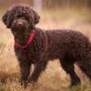 Myfamily Italiensk vannhund IDtag Myfamily Italiensk vannhund IDtag