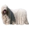 Myfamily Komondor IDtag Myfamily Komondor IDtag