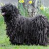 Myfamily Komondor IDtag Myfamily Komondor IDtag