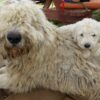 Myfamily Komondor IDtag Myfamily Komondor IDtag