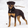 Myfamily Rottweiler IDtag Myfamily Rottweiler IDtag
