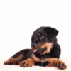 Myfamily Rottweiler IDtag Myfamily Rottweiler IDtag