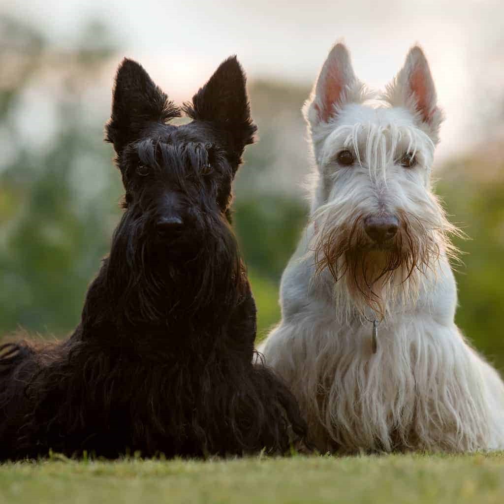 Myfamily Skotsk terrier IDtag