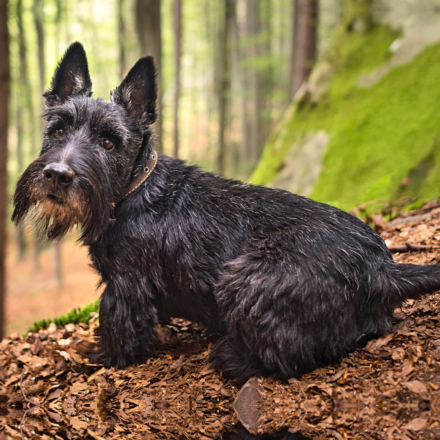 Myfamily Skotsk terrier IDtag