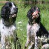 Myfamily Springer Spaniel IDtag Myfamily Springer Spaniel IDtag
