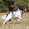 Myfamily Springer Spaniel IDtag Myfamily Springer Spaniel IDtag